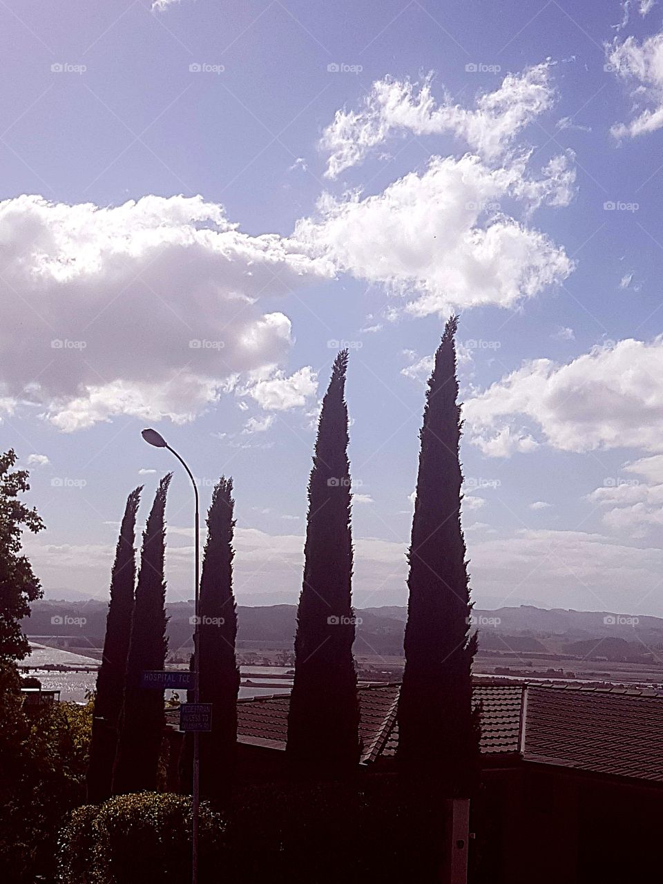 A photo taken on top of Napier's hospital hill. Upright conifer type trees look effective with the puffy clouds in the sky. Sunny Hawkes Bay.