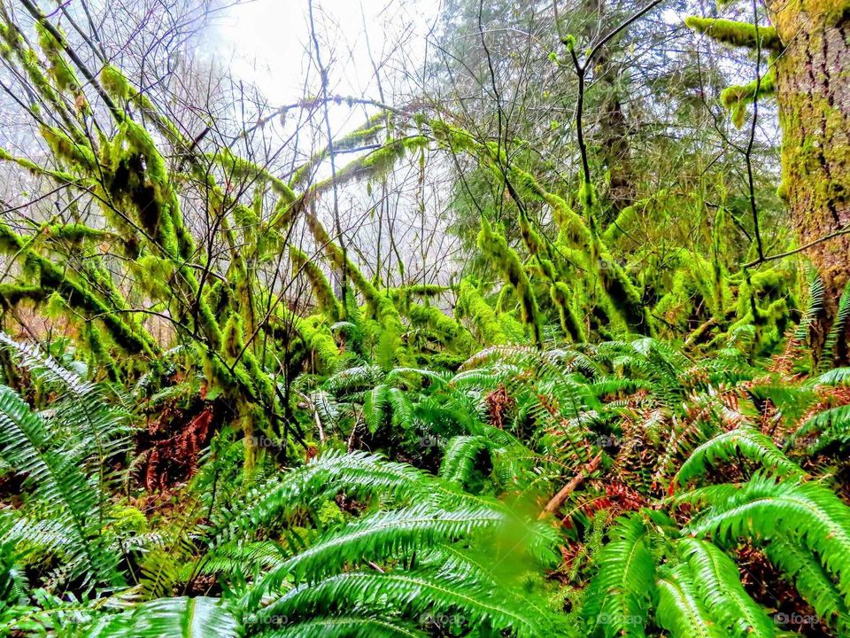 Lush Green Ferns & Moss Covered Branches "Green Paradise"