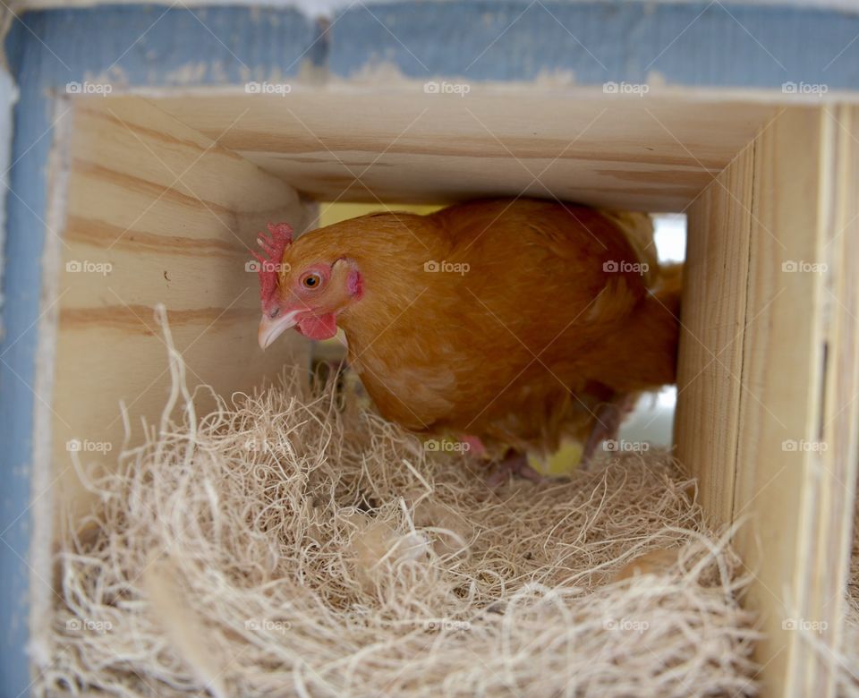 Hen in her nest just prior to laying egg on organic family farm in Minnesota