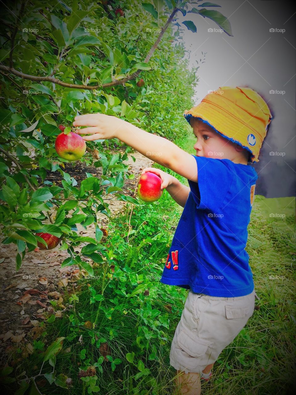 Picking apples 