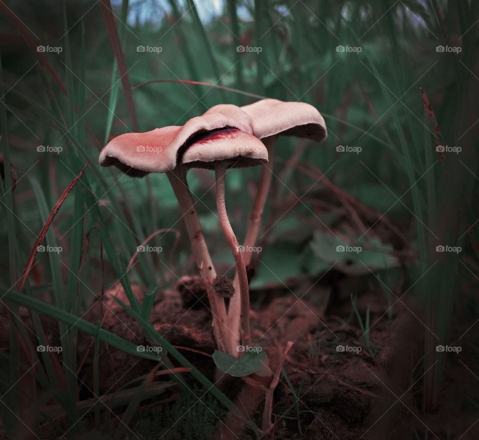 miracle mushrooms in the dark forest