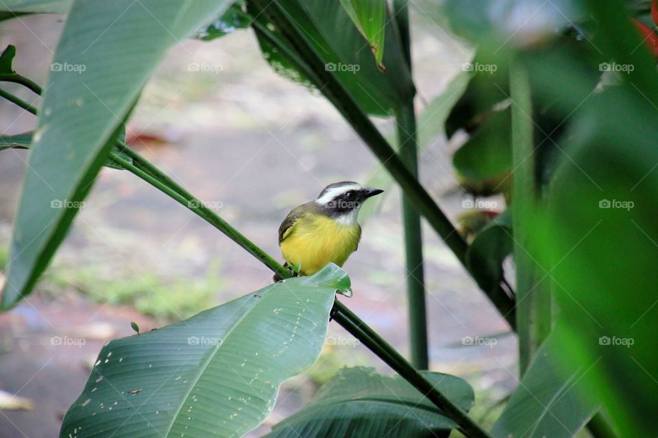 white-ringed flycatcher 