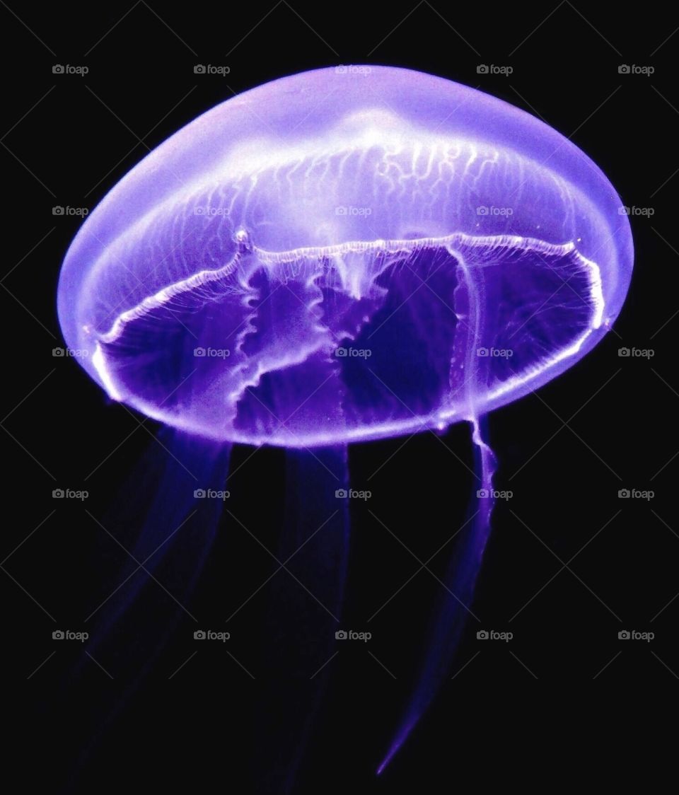 Jellyfish 
