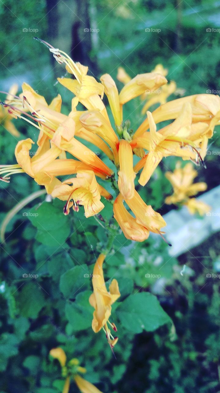 The most beautiful yellow colour flower