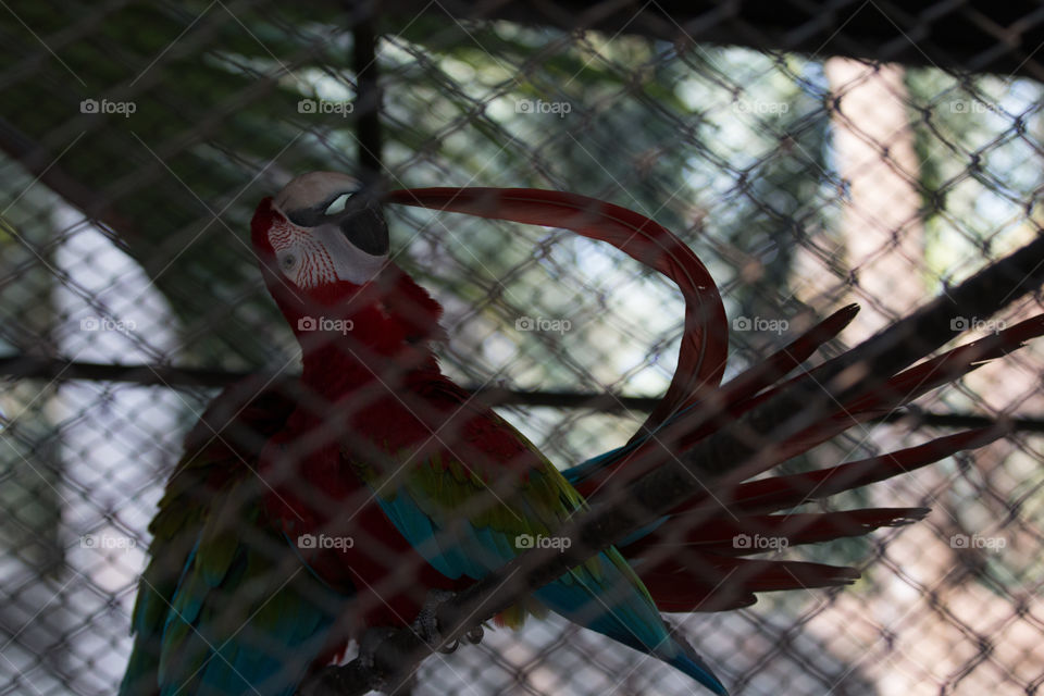 Bird in cage