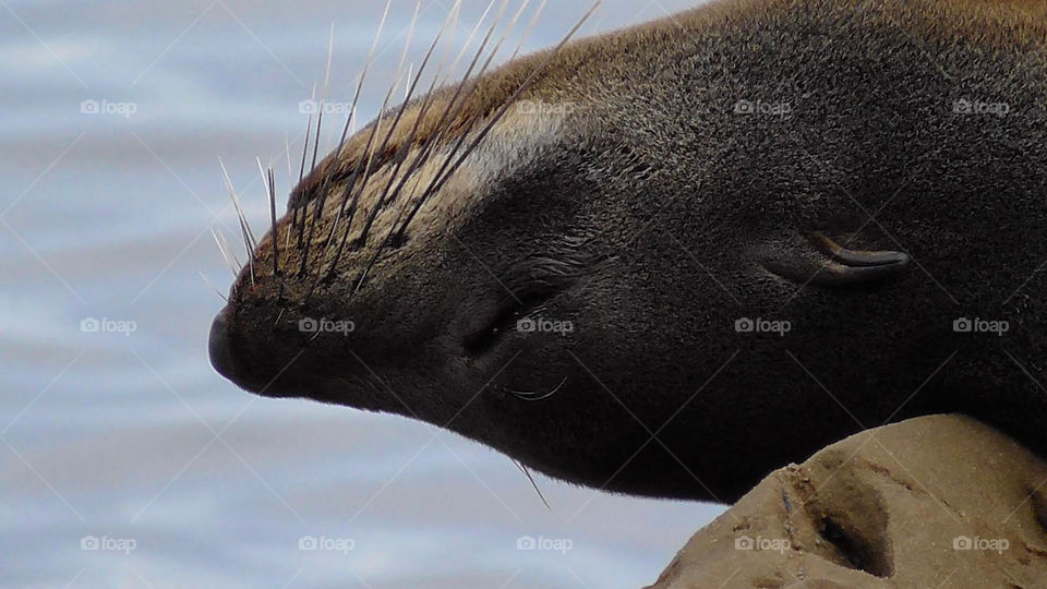 Seal lounging around the rocks on the Australian South coast.