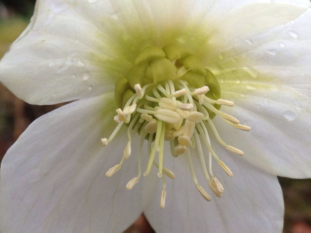 White Hellebore
