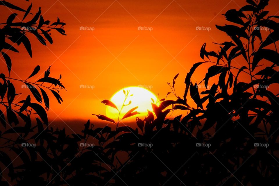 A closer capture of orange color sunset with trees making silhouette, Malaysia.