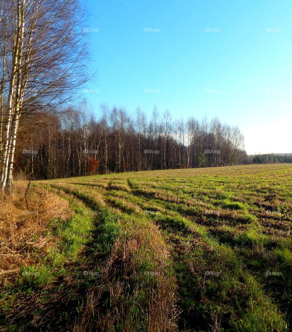 Field and forest in autumn