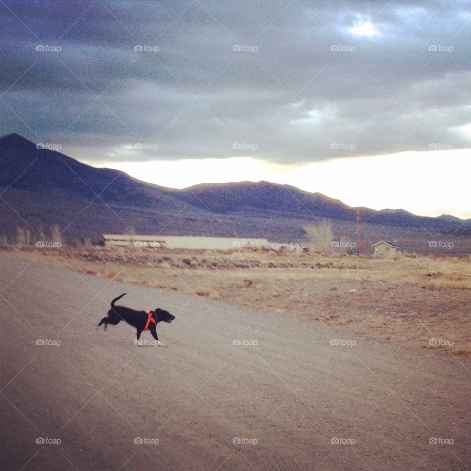 Run Puppy, Run . A morning run 😊