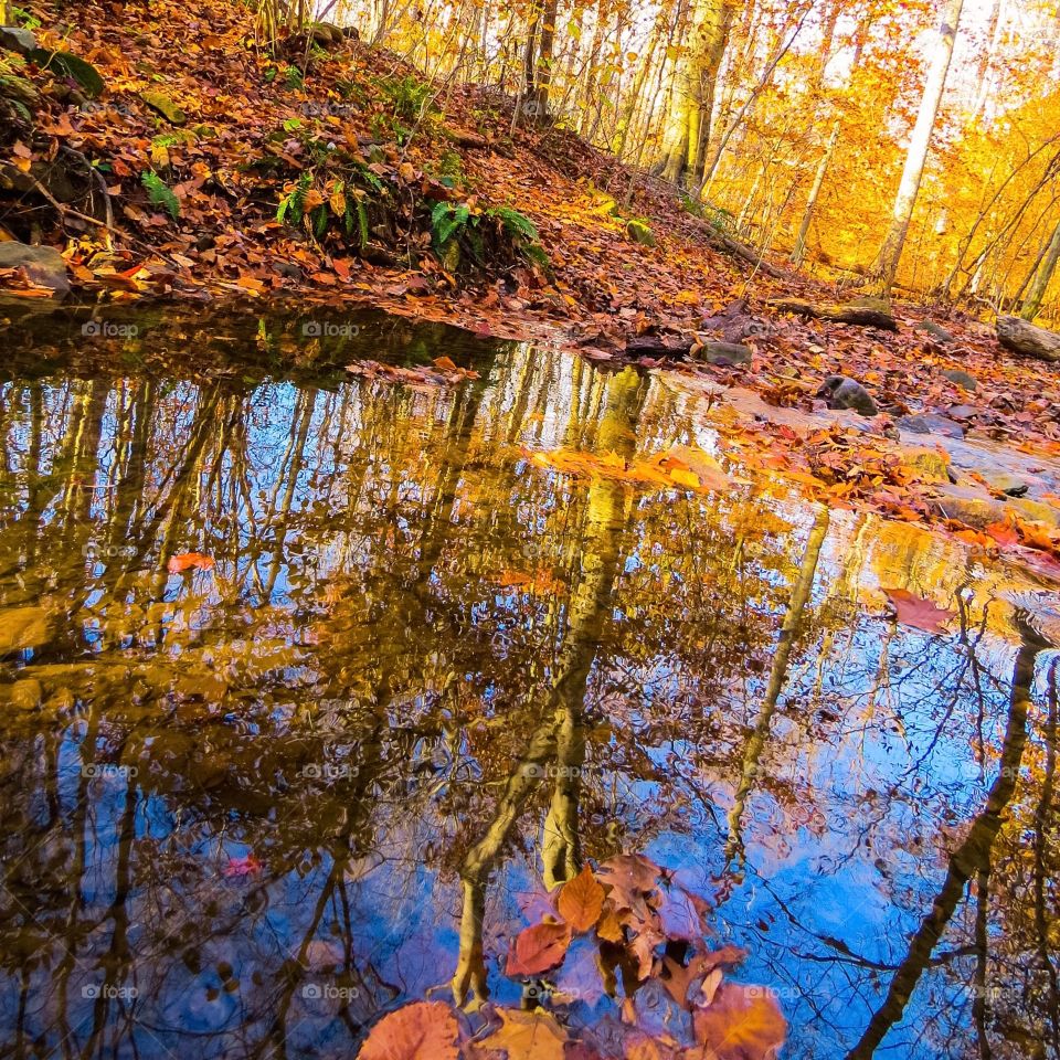 Fall Reflections