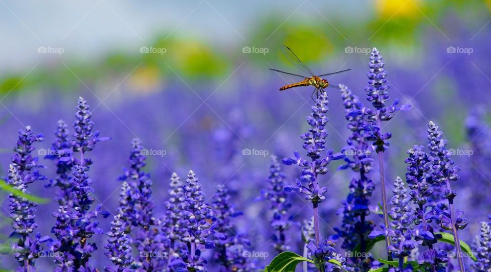 orange dragonfly perched on purple flower