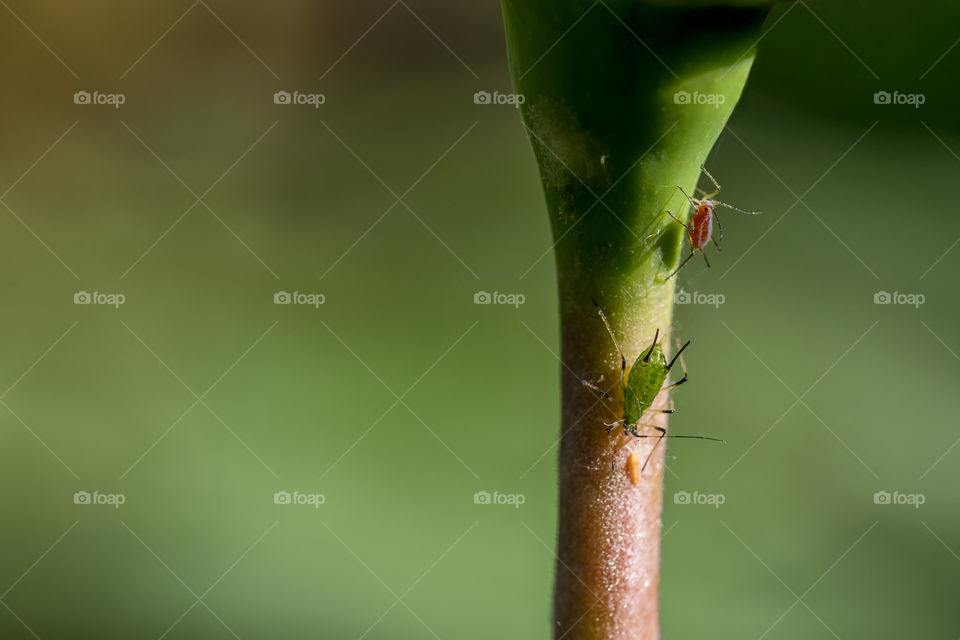 Aphids on a rose bud