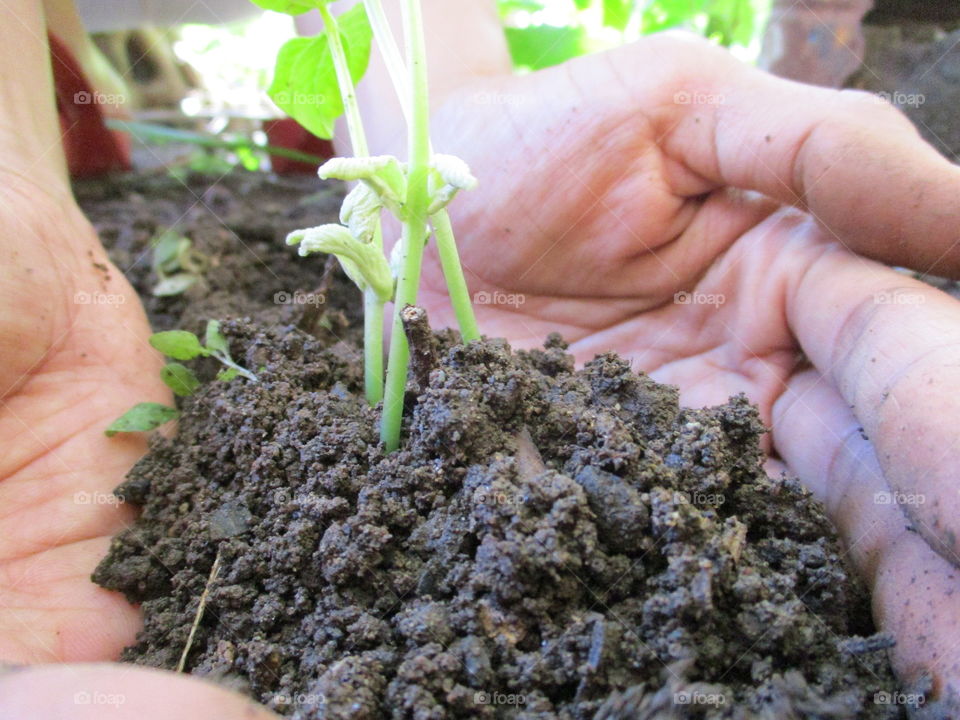 planting