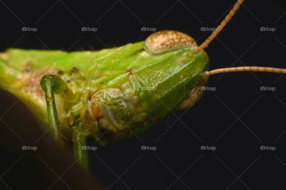 grasshopper. Hello, How are you?