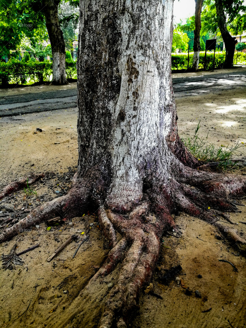 old tree