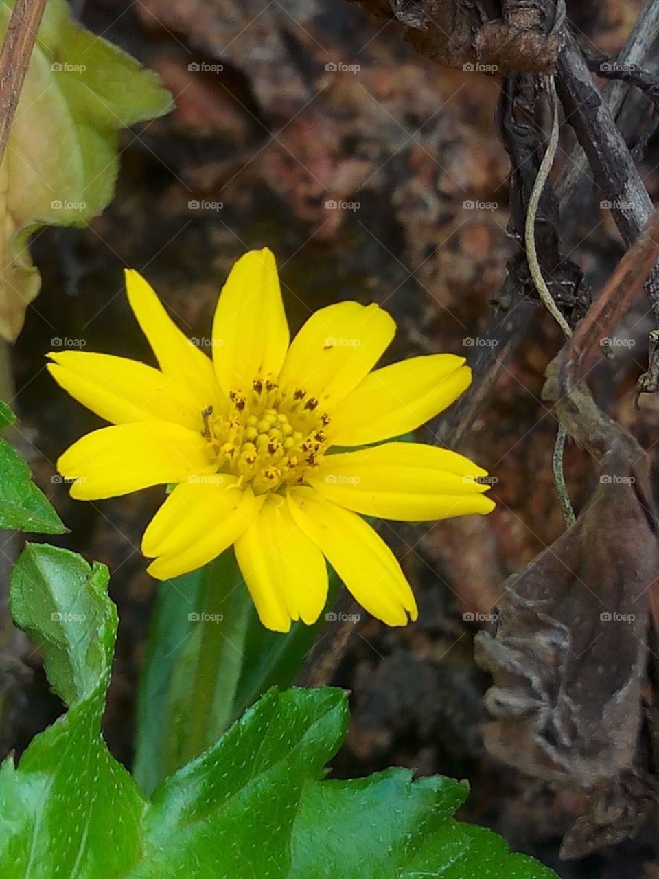 flower 2017/09/27 
012 
#আমার_চোখে #আমার_গ্রাম #nature #flower #eukaryota #plantae #angiosperms #eudicots