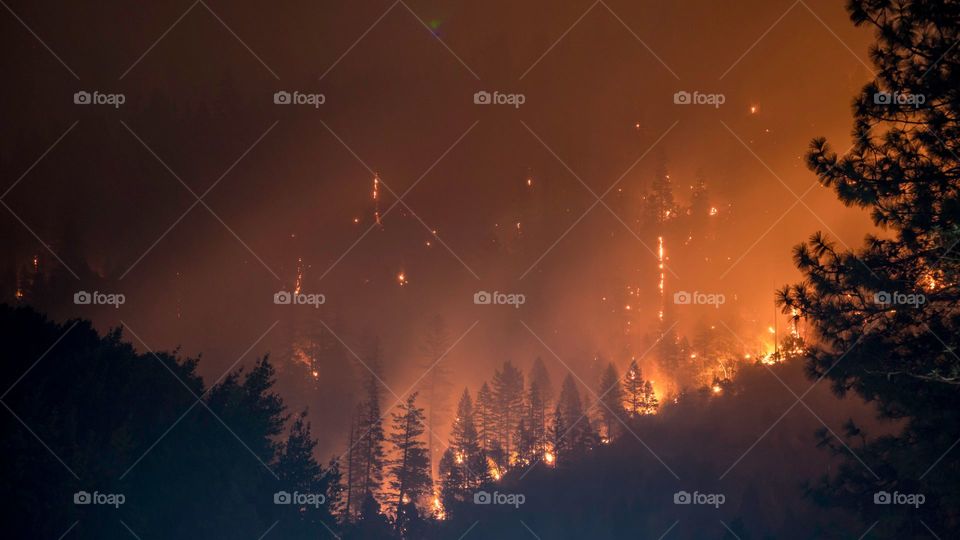 trees on fire