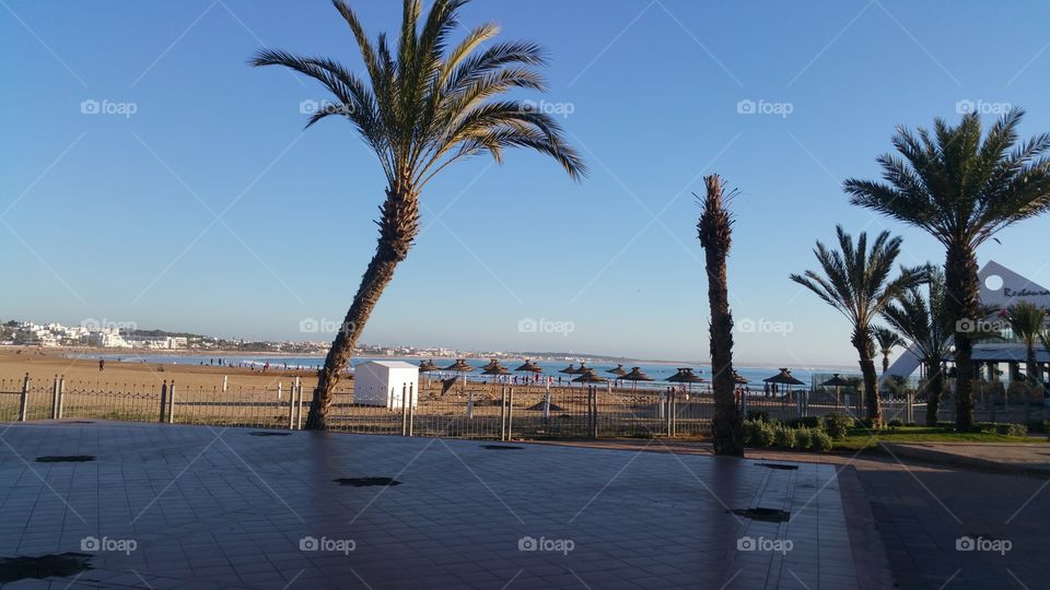 Palm in the beach Marina Agadir