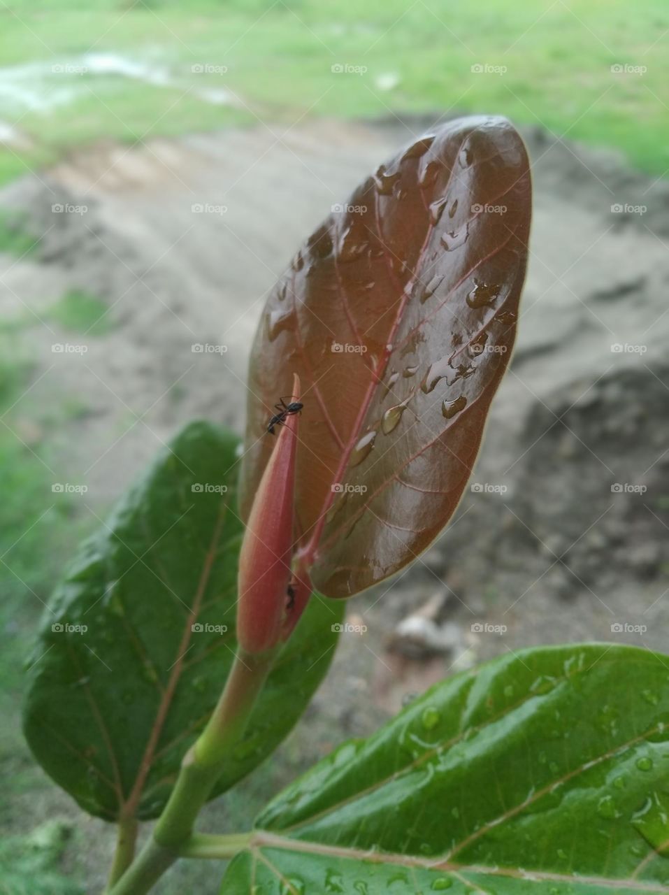 growing leaves seasonal fresh shurb small size looks very beautiful generally found everywhere