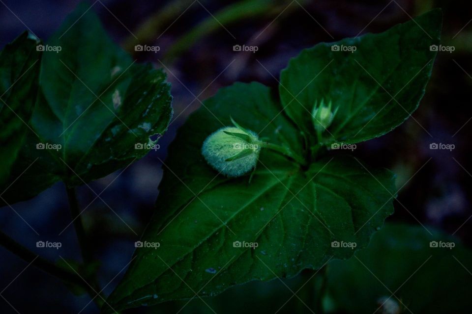 flower bulb resting on top of a leaf
