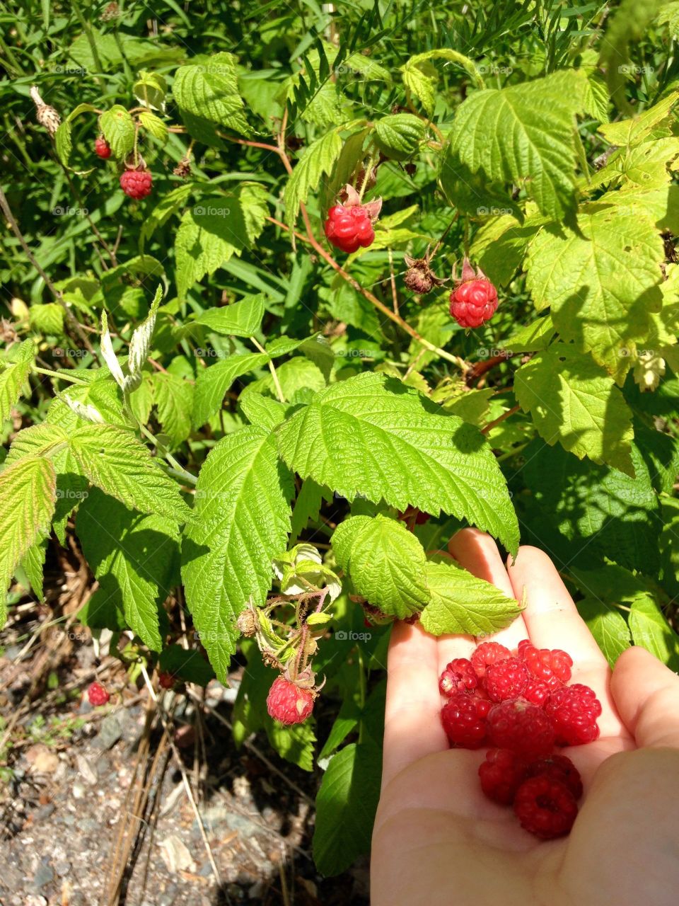 Wild raspberries ❤️