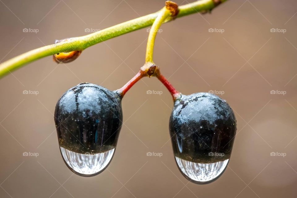 Twin berries and twin droplets. 