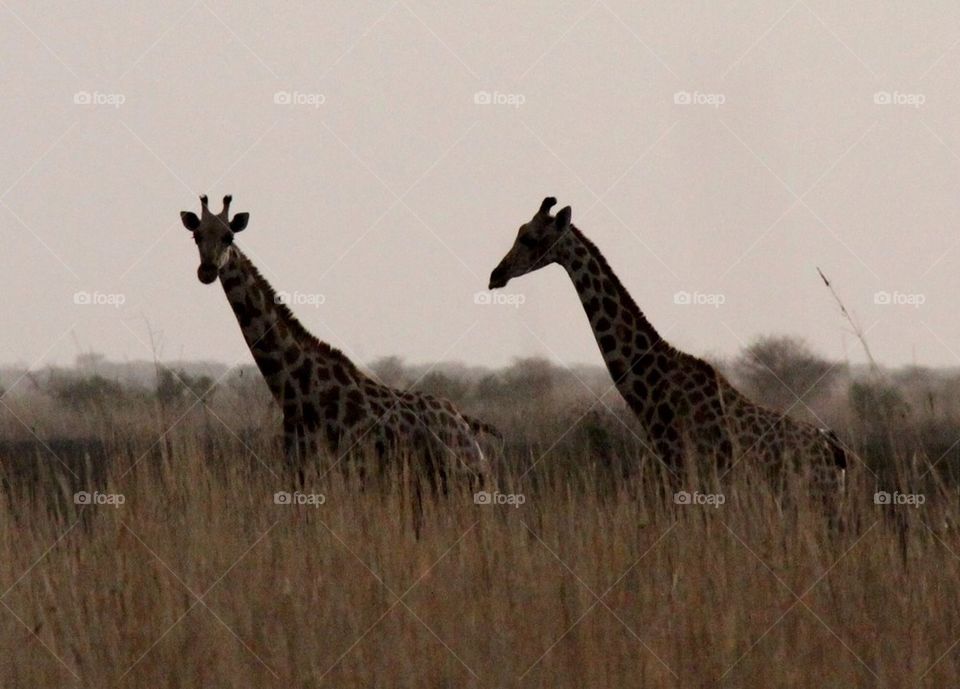 Giraffe silhouettes, Waza National Park, Cameroon