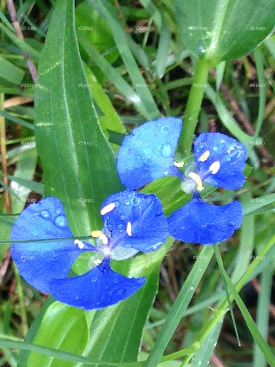 Blue Wild flower 
