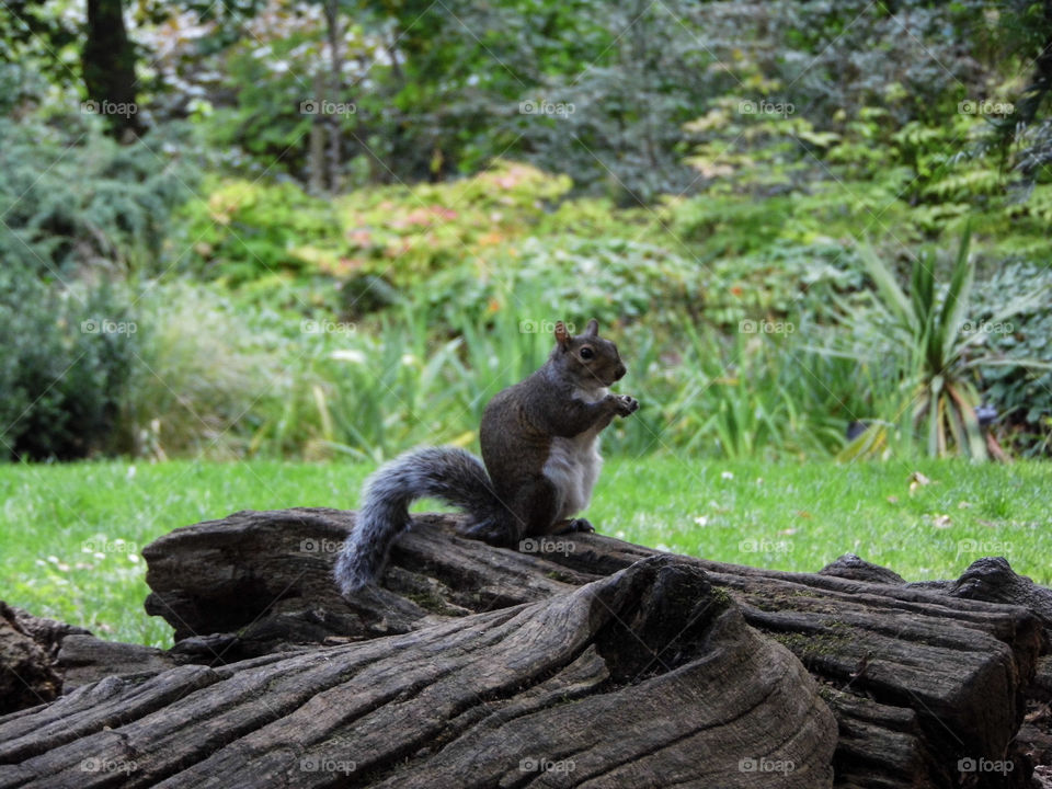 Squirrel eating