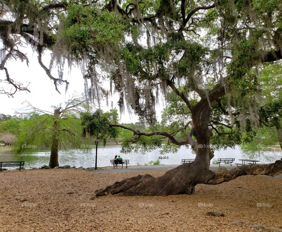 Lovers on a park bench at a duck pond