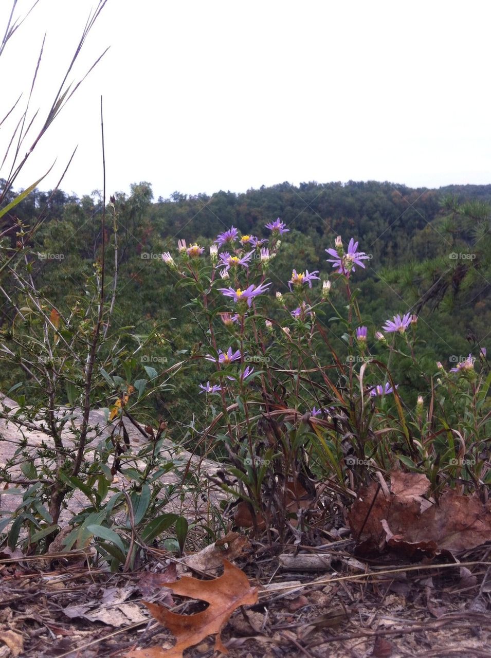 Mountain wild flowers