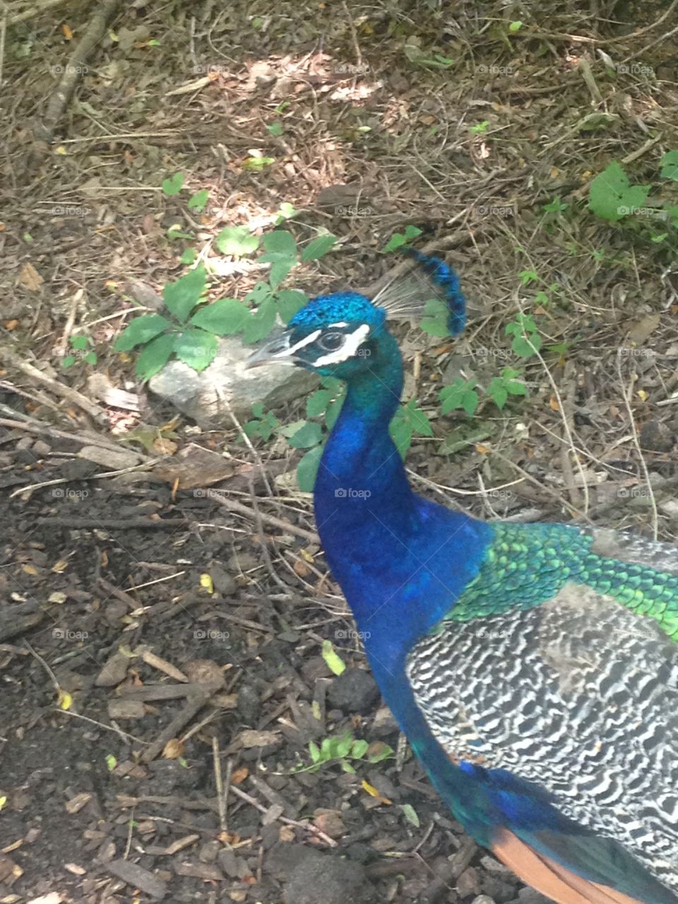 Peacock . Free range peacock at the Bronx zoo 