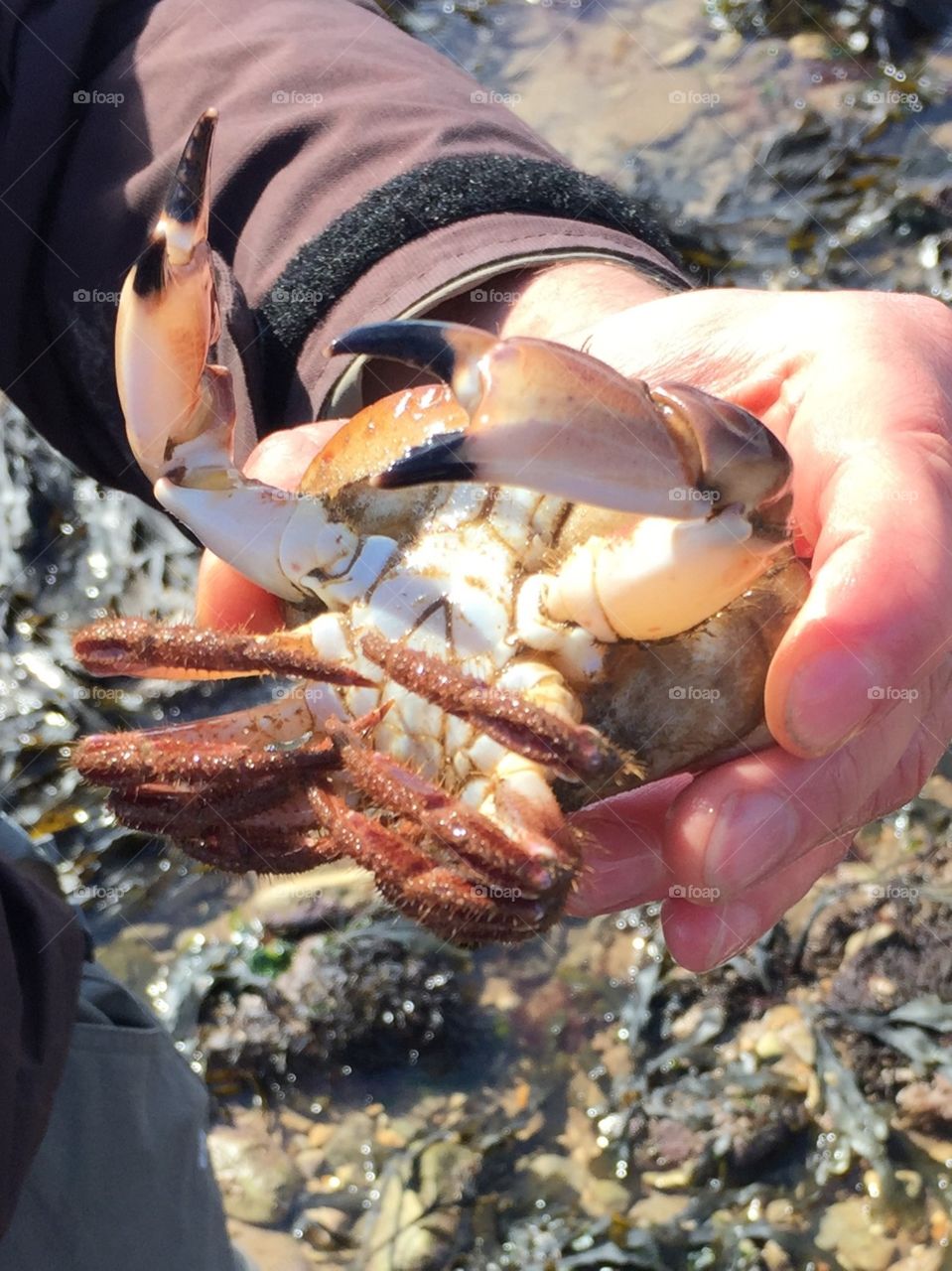 Man holding a crab 