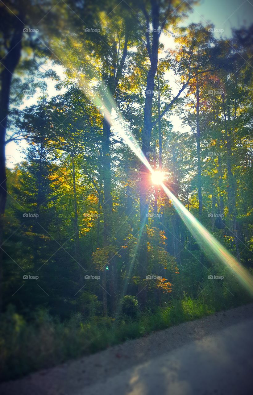 Beautiful sun peaking through rhetoric trees