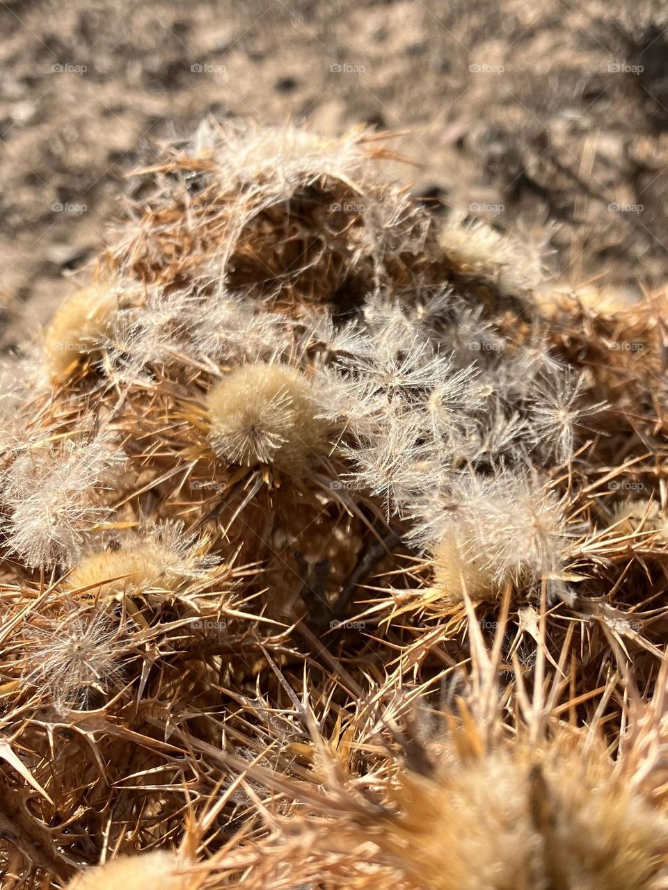 Dryness of summer’s end