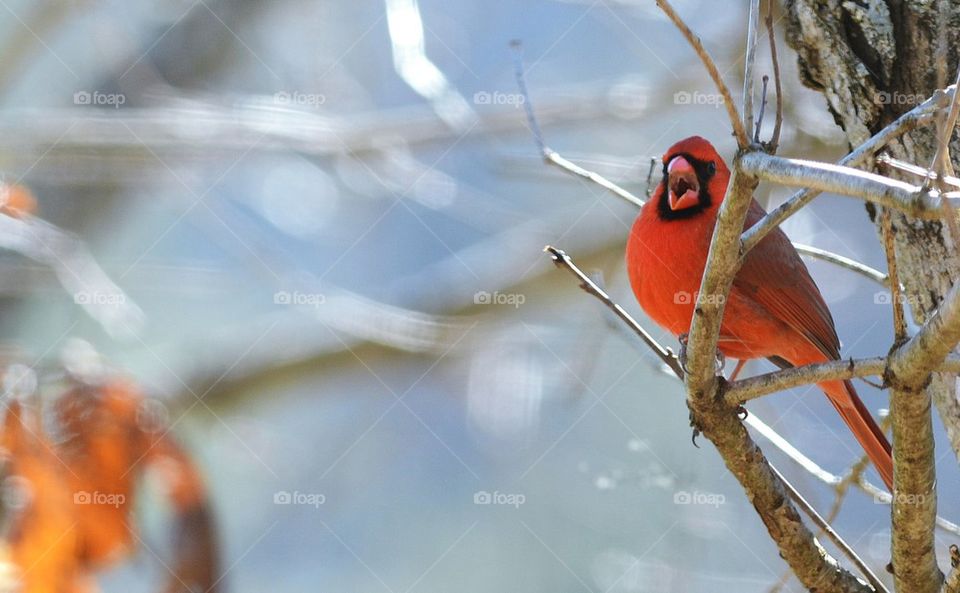 Male Cardinal Singing 