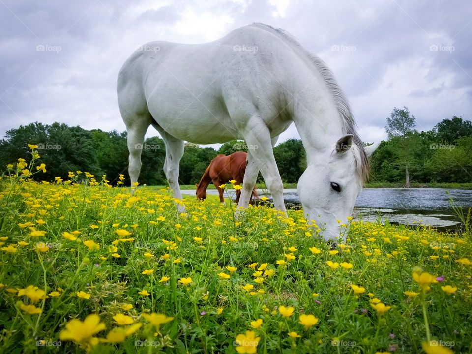 Horses Grazing from the Ground Up