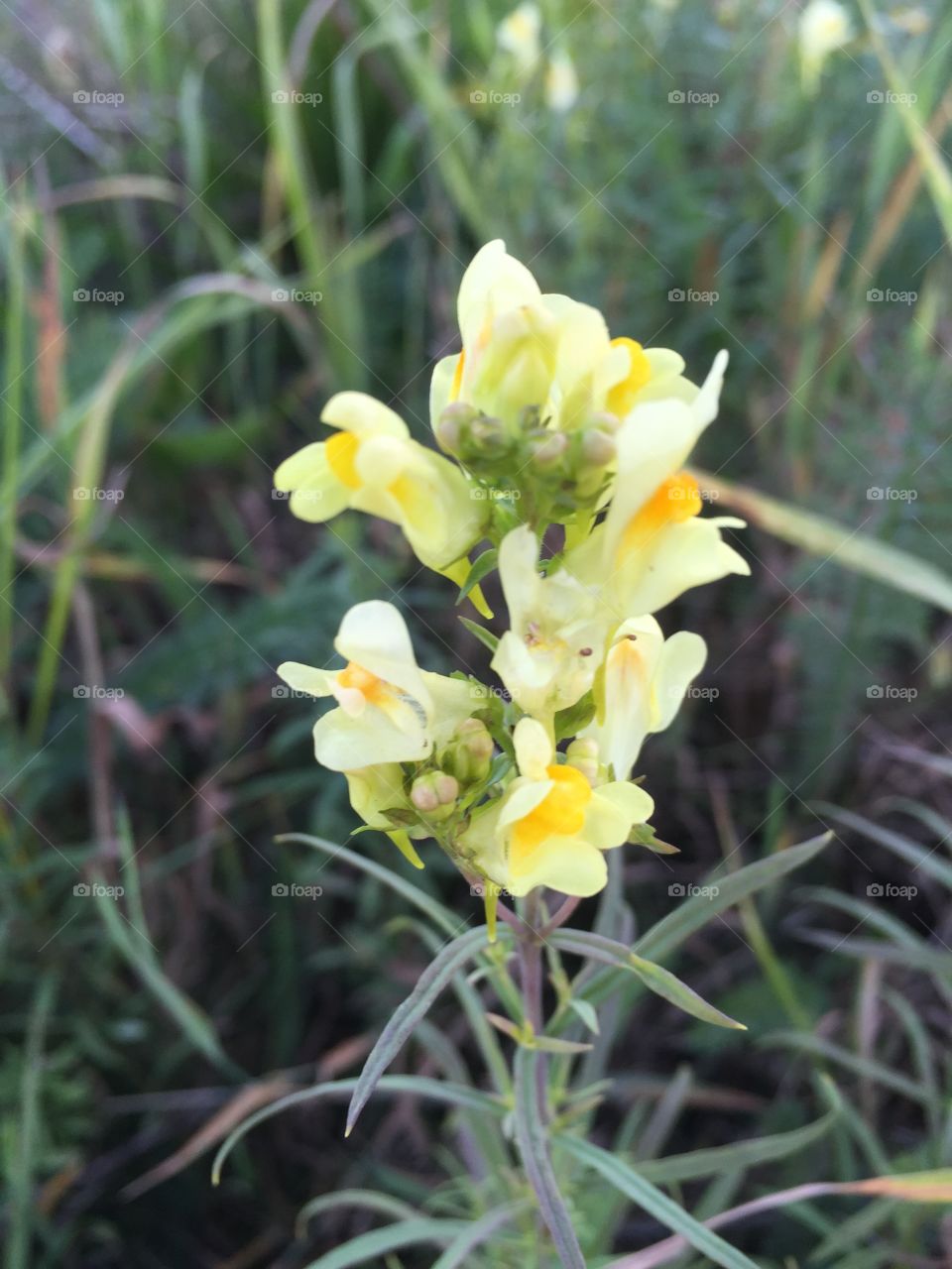 Flowers catched in a walk 