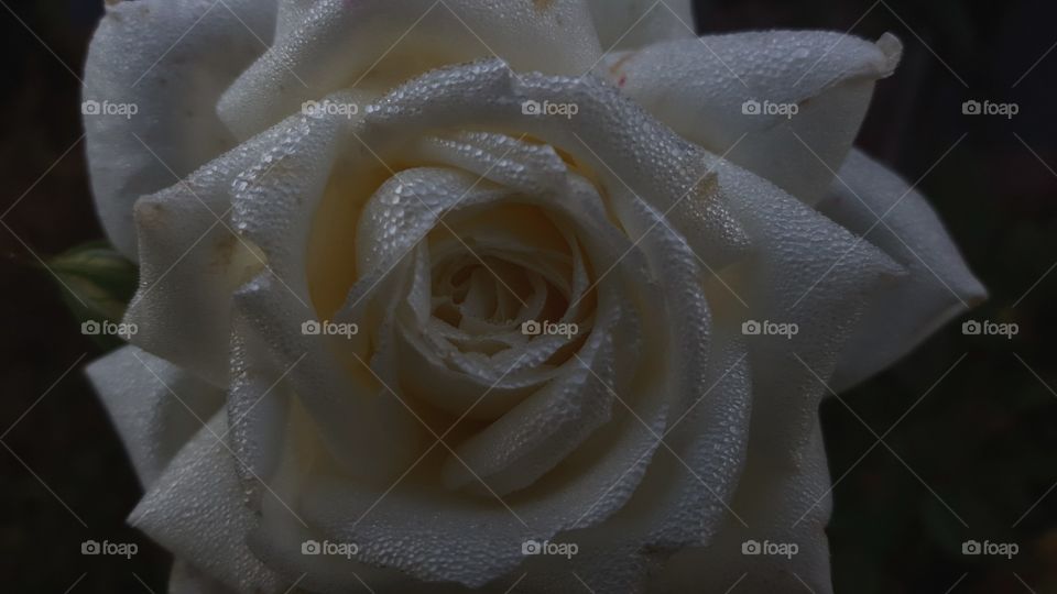 my white roses
