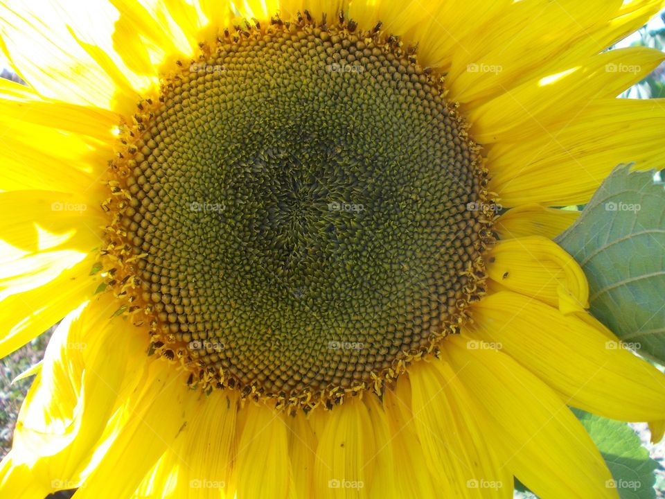 Sunflower