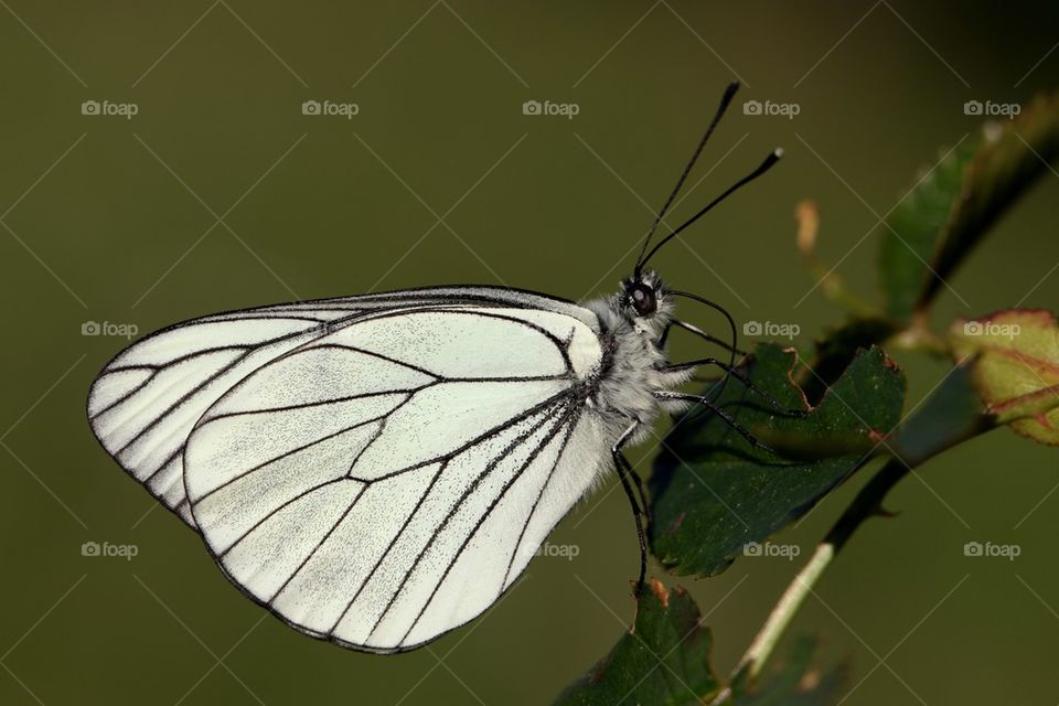 Black-veined White