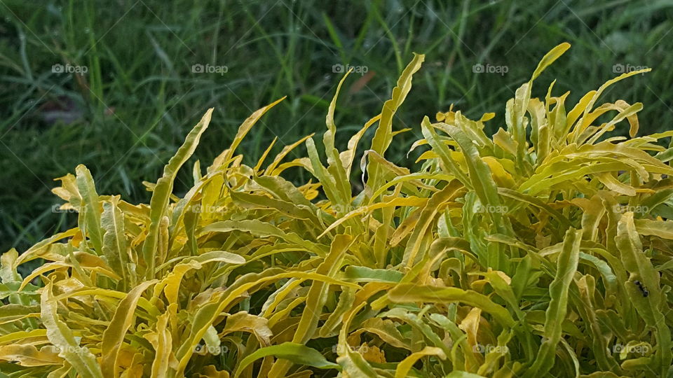 Flora, Nature, Leaf, Garden, Closeup