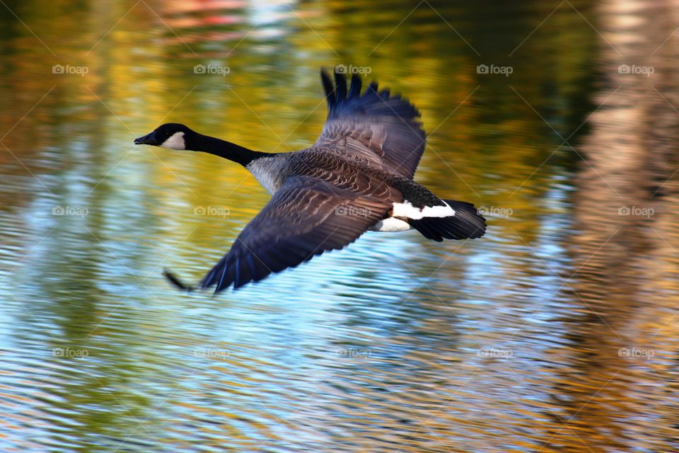 Canada goose