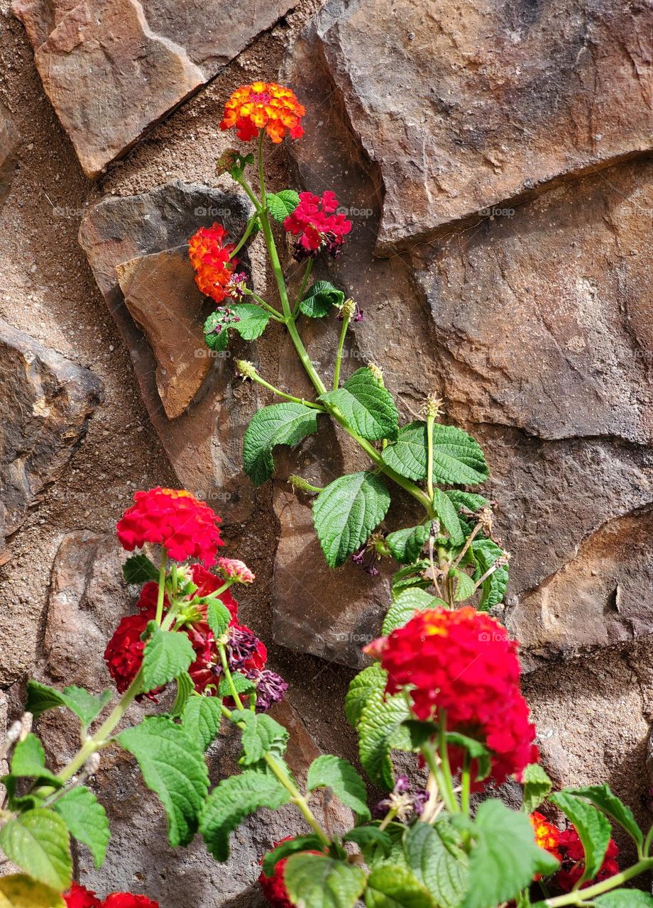 Spring Flowers Against a Stone Wall