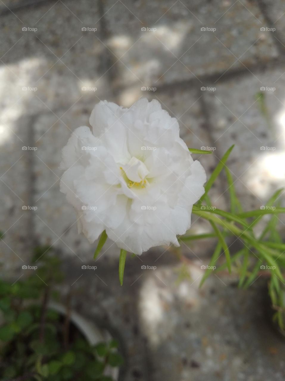 white flower bud shurb small in size fresh seasonal looking very beautiful generally found everywhere