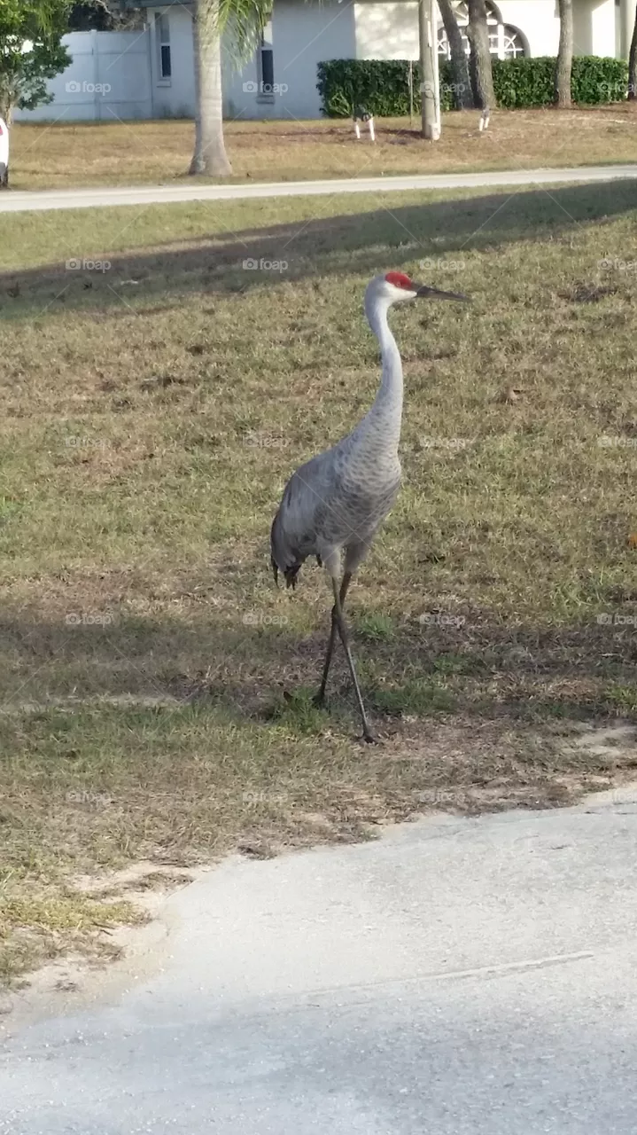 Sandhill Crane
