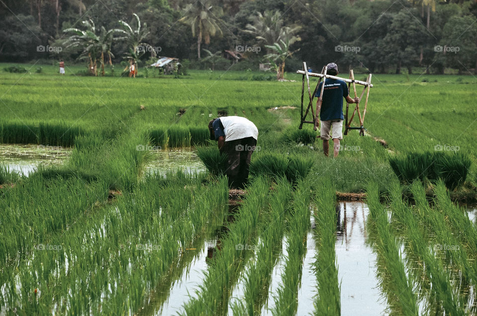 Farming in a paddy field with co-workers...