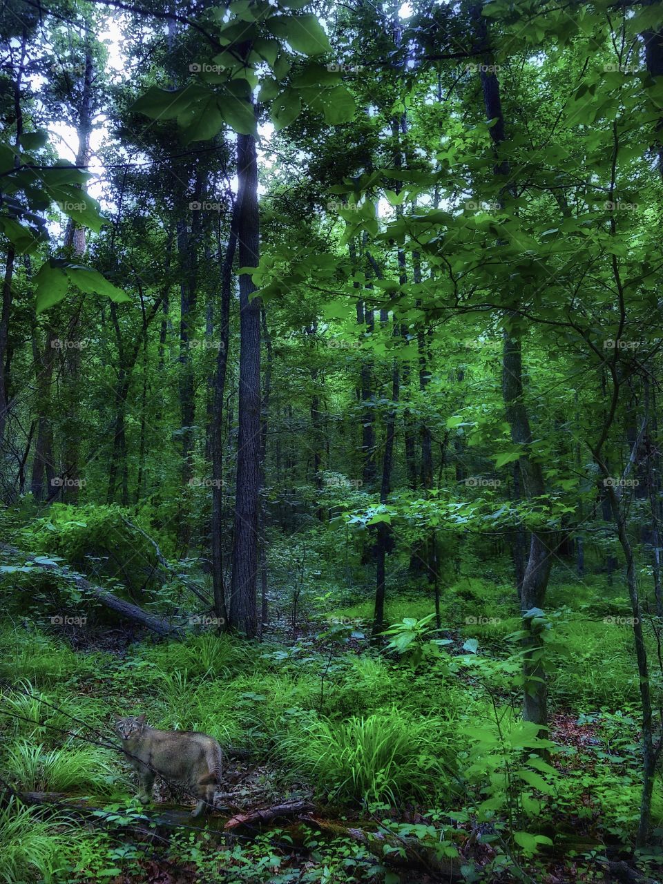 Cat In A Strange Forest (Lower left corner)