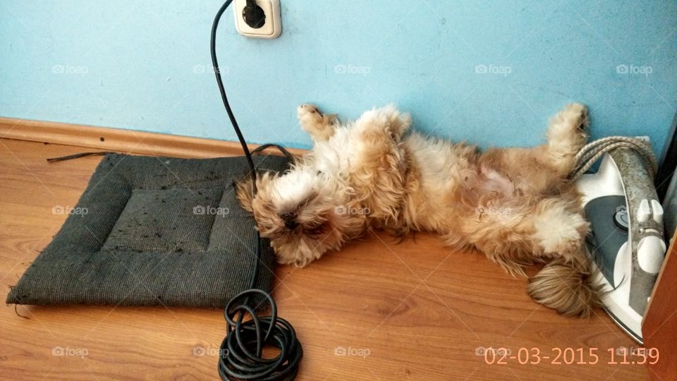 sleeping Beauty . my dog is always sleeping like this 